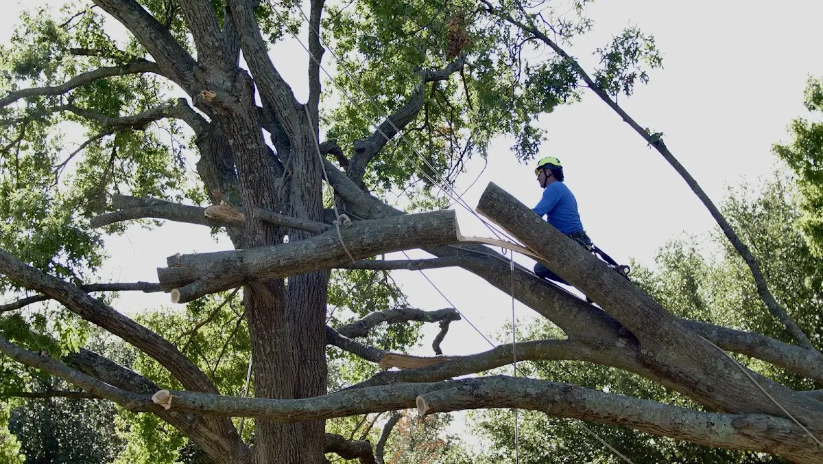 Professional Crown Thinning performed by certified arborists in Zephyrhills