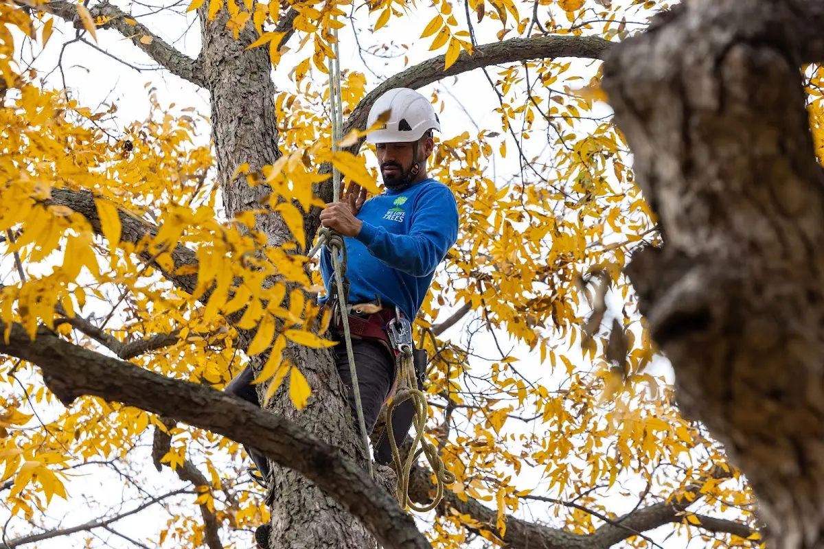 Skilled Tree Trimming crew working in Zephyrhills