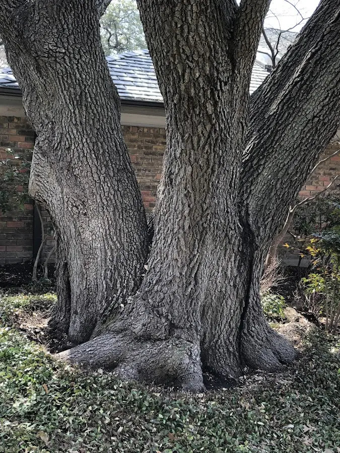Mature heritage tree close to a Zephyrhills property cared for by certified arborists